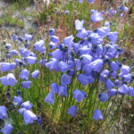 Naturterapi rulle_blå klokkeblomster