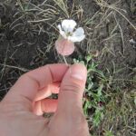 Naturterapi rulle_hånd plukker blomst